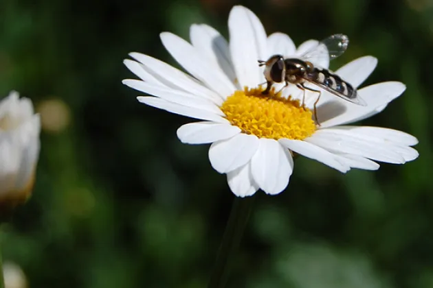 Blomsterfluga på prästkrage. Foto: Ann-Charlotte Olsson.